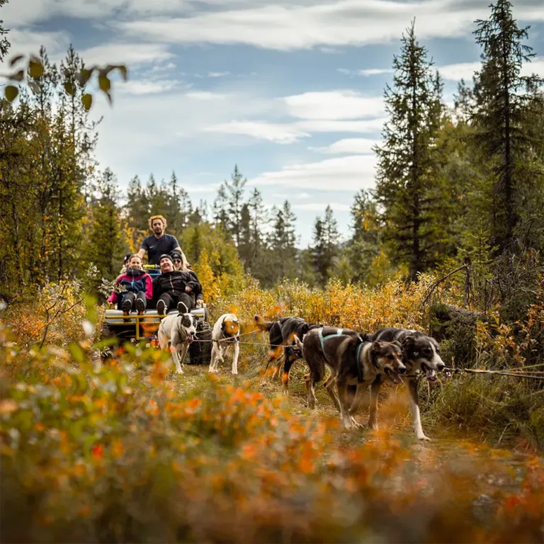 Hundekjøring på hjul aktiviteter i Hemsedal og på Fýri