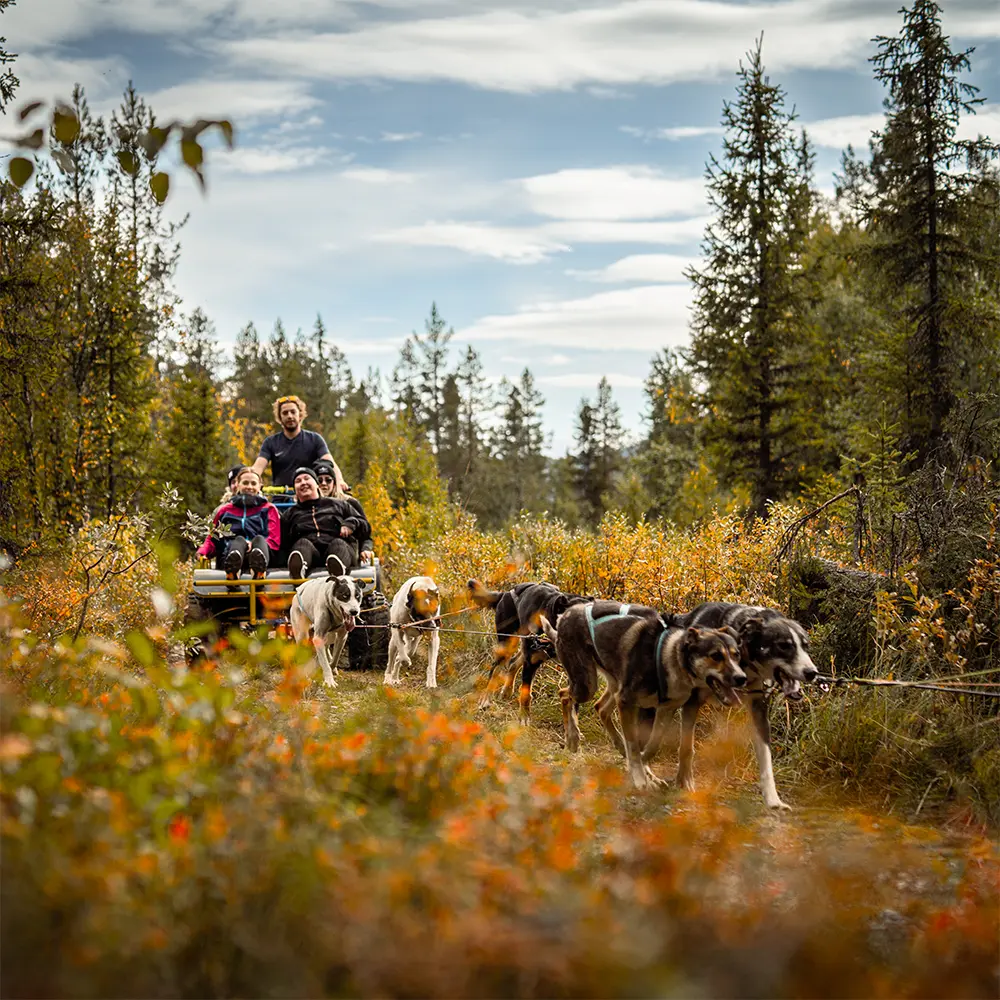 Hundekjøring på hjul aktiviteter i Hemsedal og på Fýri